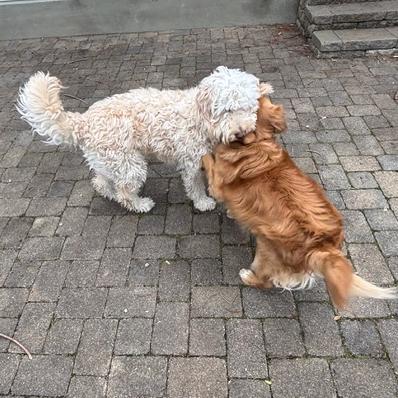 Enlarge Marcy #6012, a Adoptable Goldendoodle in Louisville, KY image 4/6