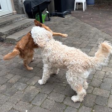 Enlarge Marcy #6012, a Adoptable Goldendoodle in Louisville, KY image 5/6