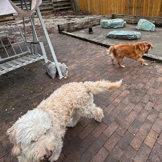 Enlarge Marcy #6012, a Adoptable Goldendoodle in Louisville, KY image 6/6