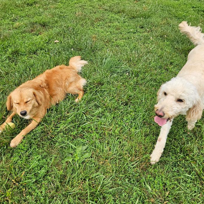 Marcy #6012, a Adoptable Goldendoodle in Louisville, KY image 6/6