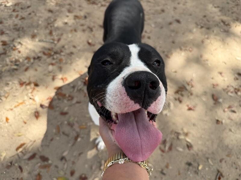 Bond Your Double O Buddy — thumbnail 5