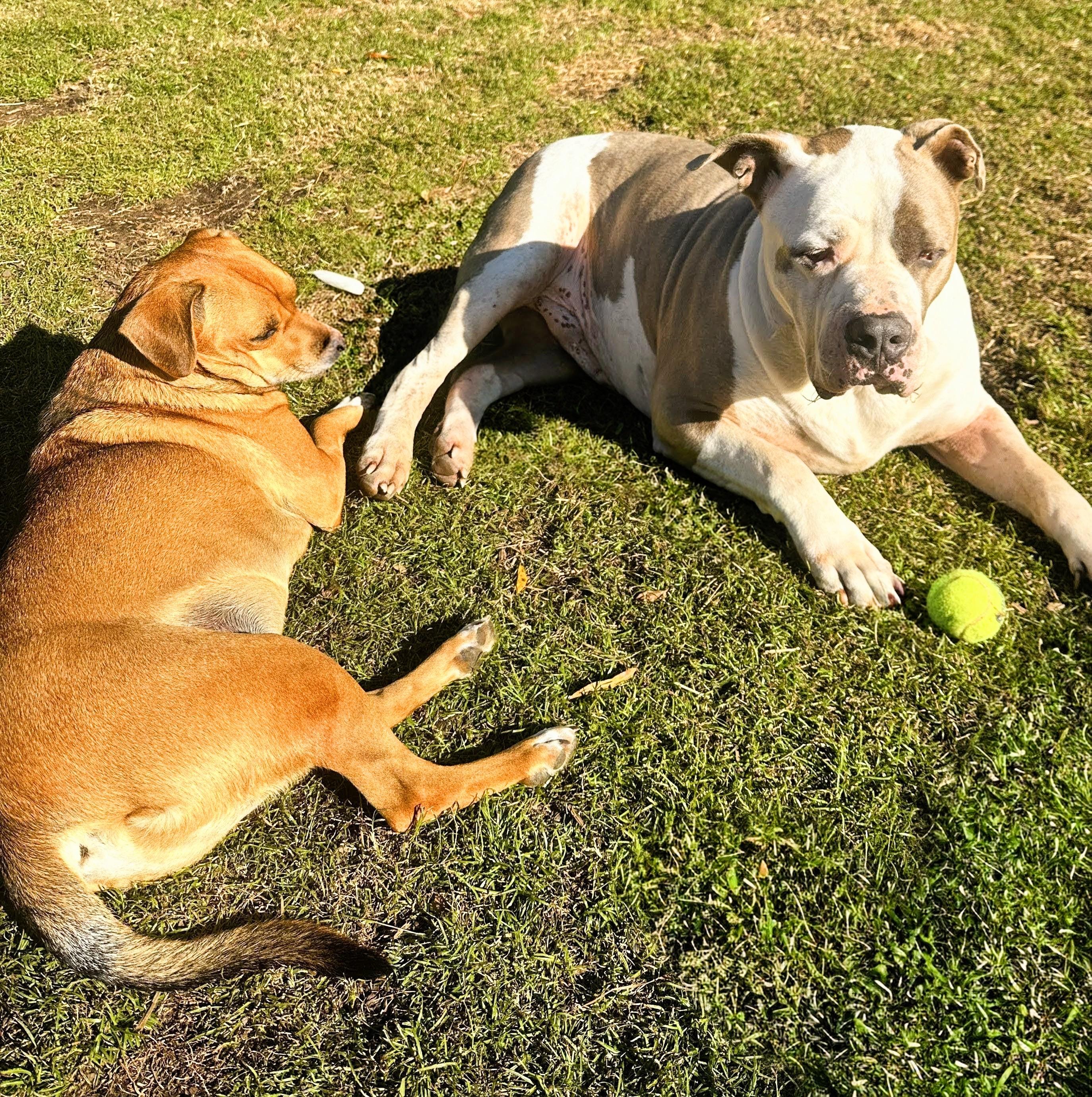 Louie, a Adoptable American Bully in Toms Brook, VA image 2/6