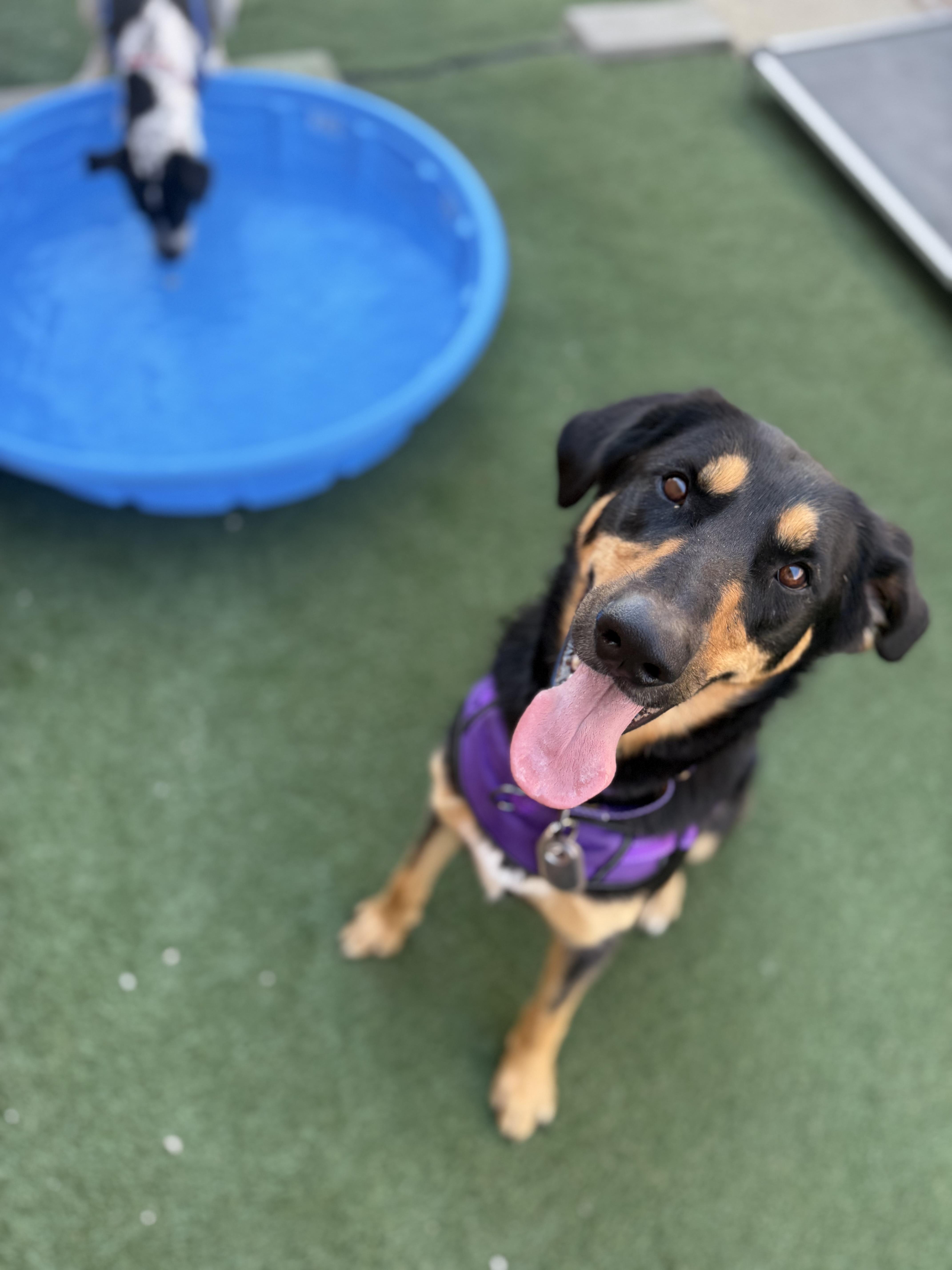 Sweets, an adoptable mixed breed in Itasca, IL image 3/3