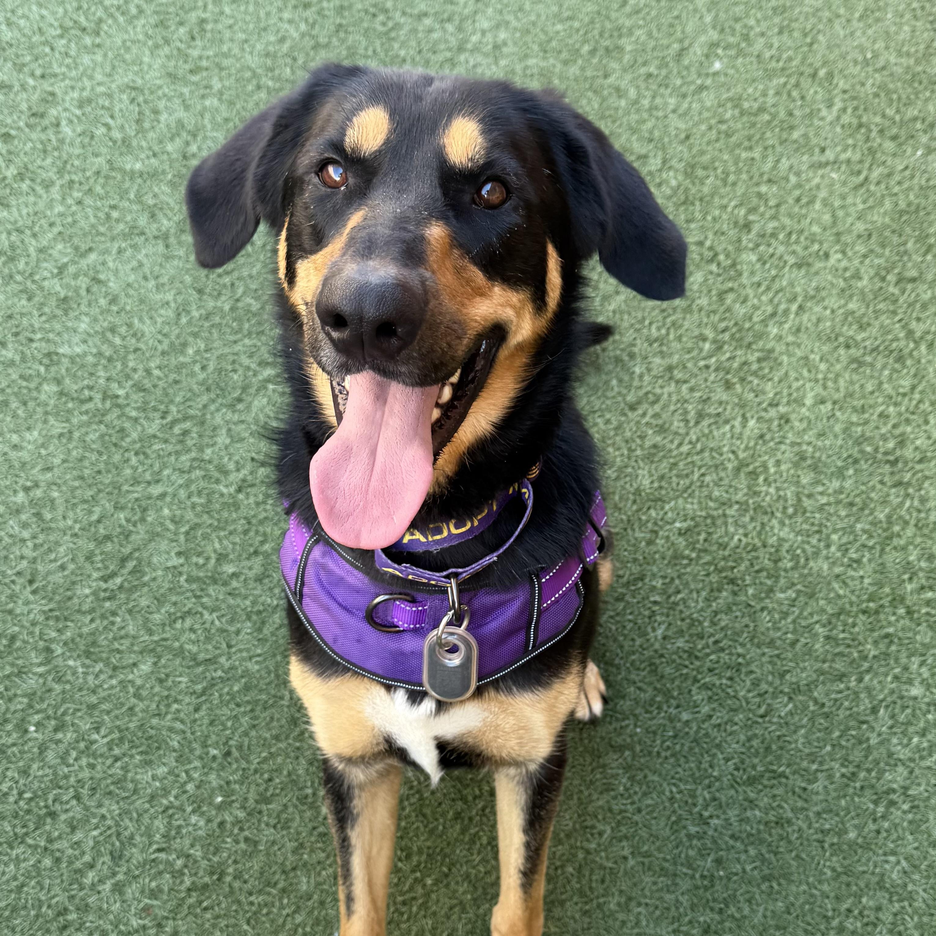 Sweets, adoptable, Young Female Australian Kelpie.
