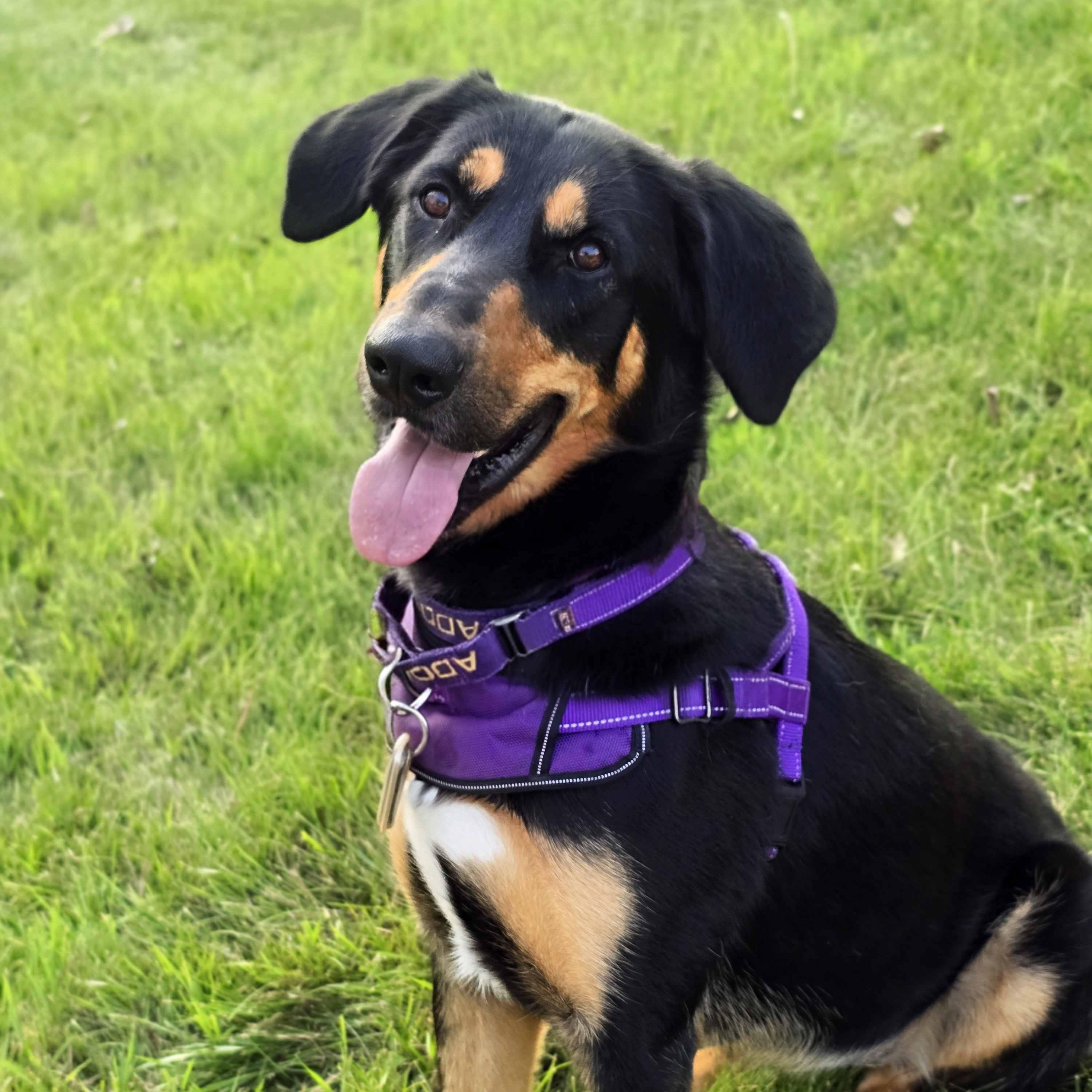 Sweets, adoptable, Young Female Doberman Pinscher & Australian Kelpie.