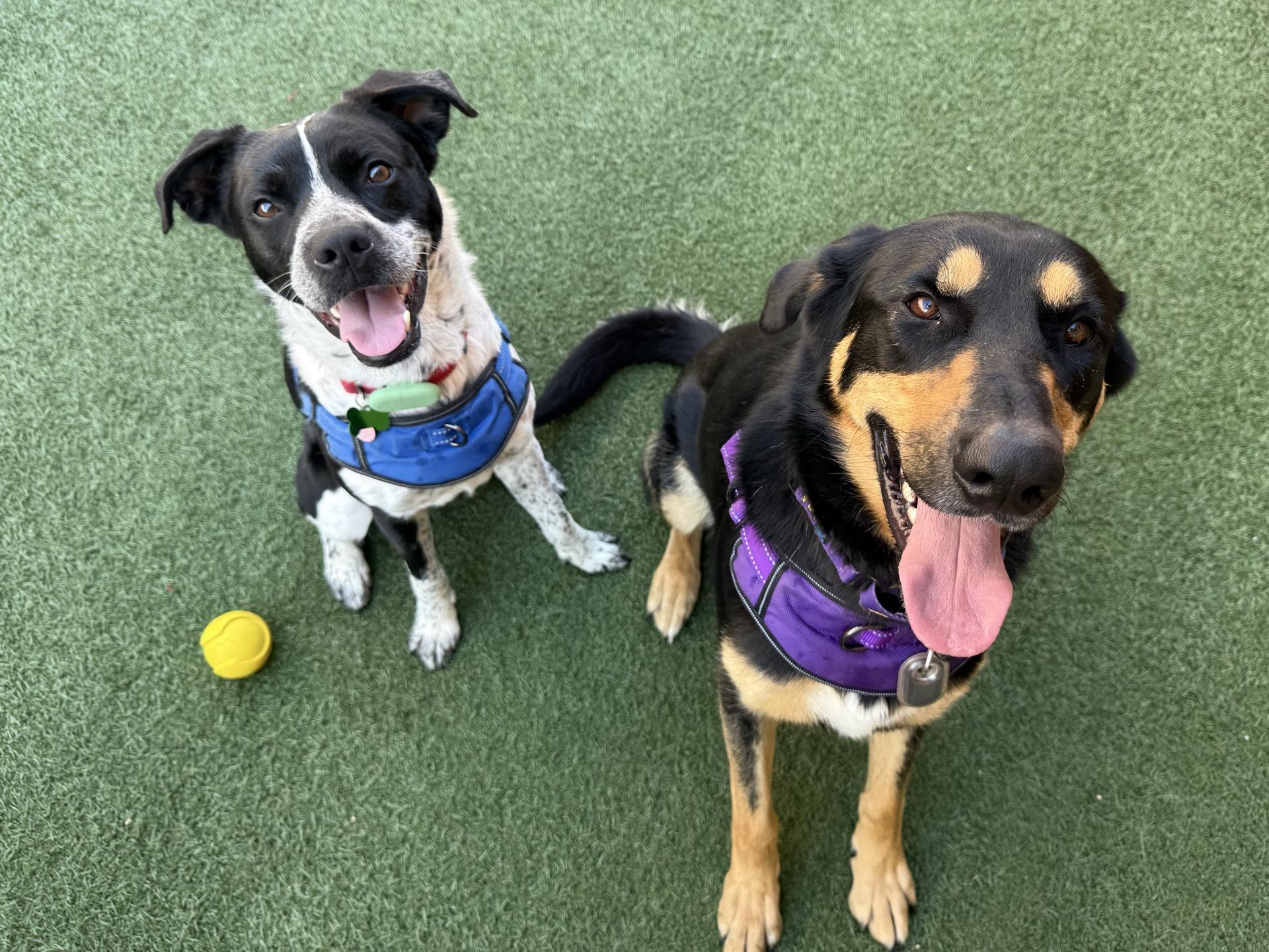 Enlarge Sweets, an adoptable mixed breed in Itasca, IL image 3/5