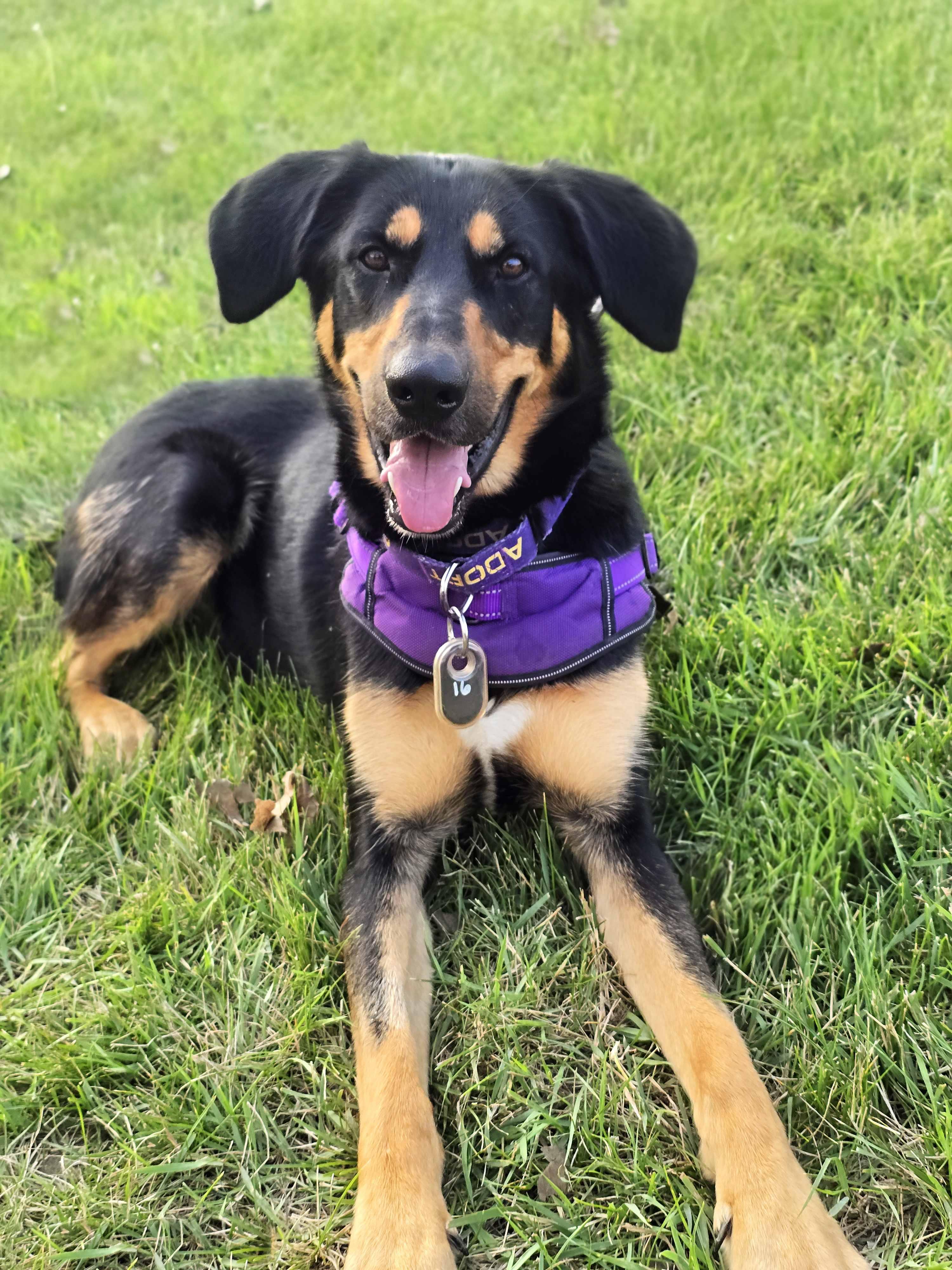 Enlarge Sweets, an adoptable mixed breed in Schaumburg, IL image 2/5
