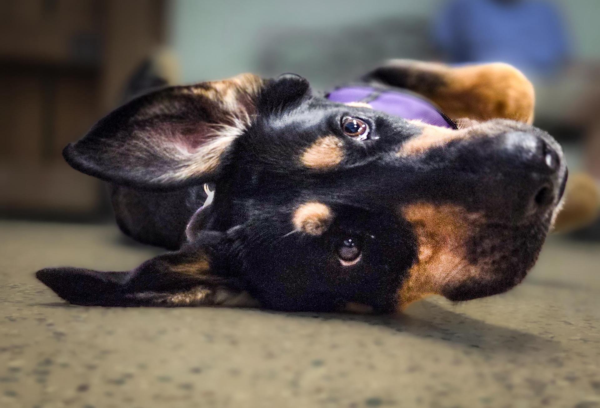 Enlarge Sweets, an adoptable mixed breed in Itasca, IL image 2/5
