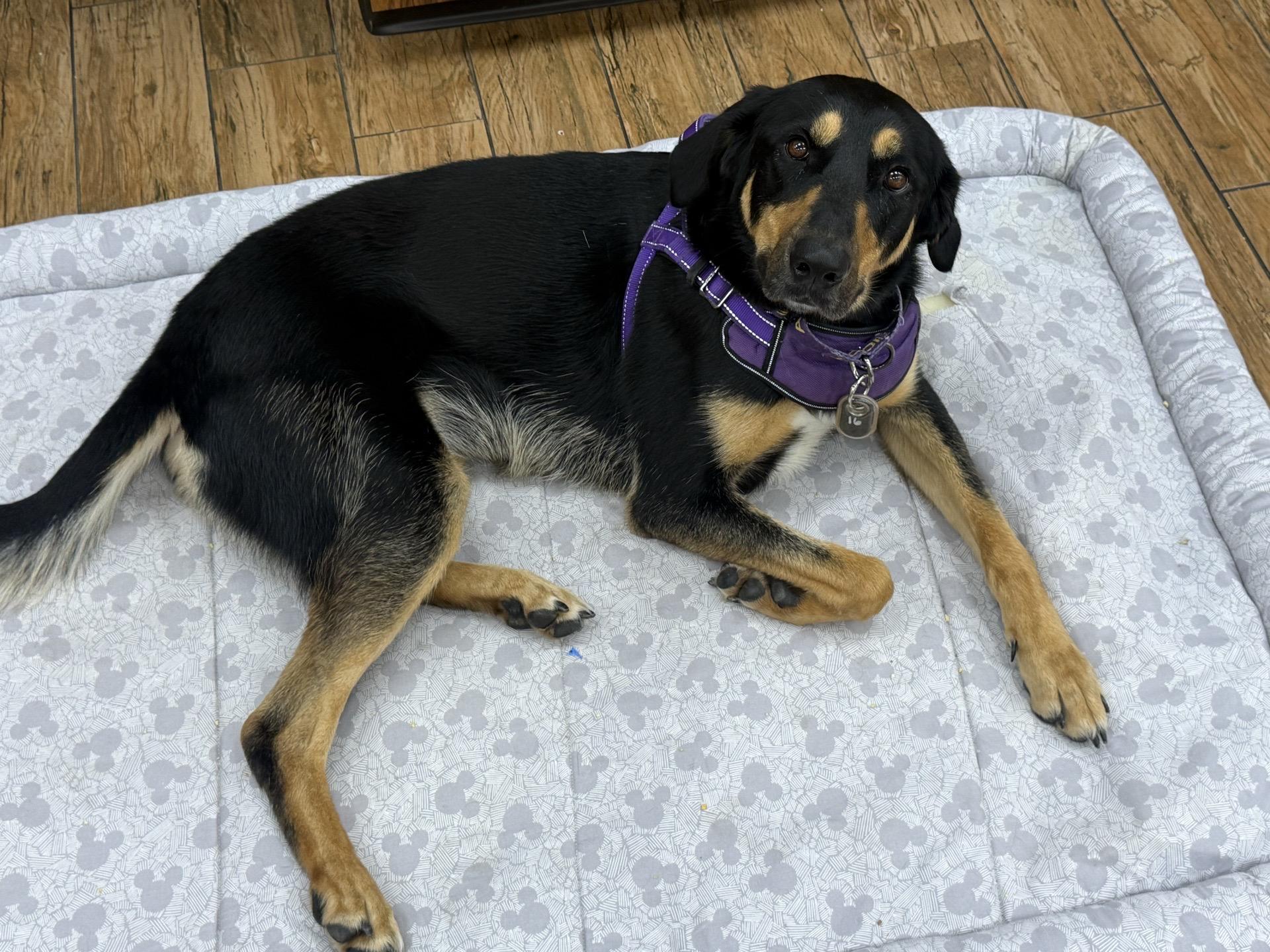 Enlarge Sweets, an adoptable mixed breed in Itasca, IL image 5/5