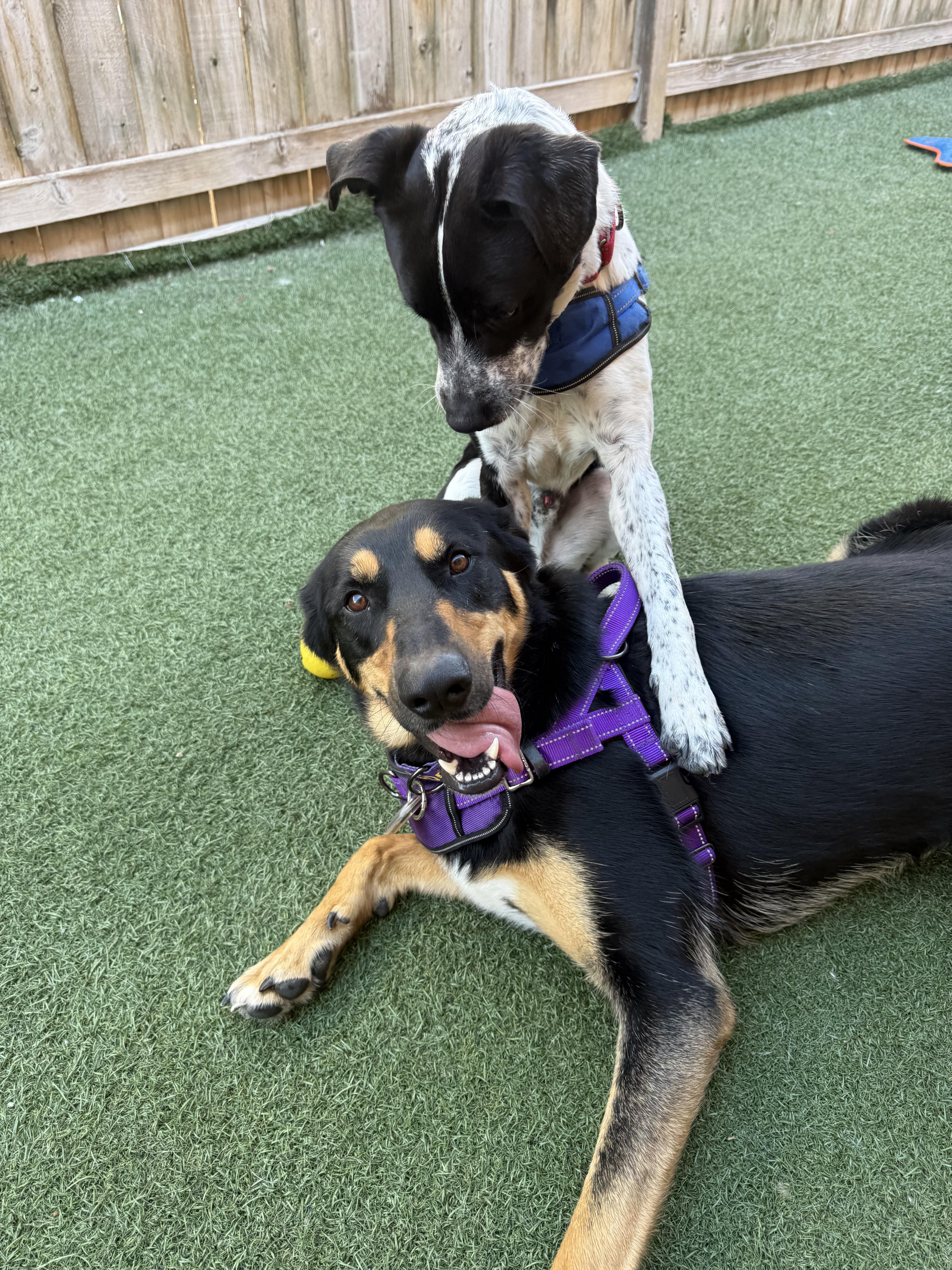 Sweets, an adoptable mixed breed in Itasca, IL image 2/3