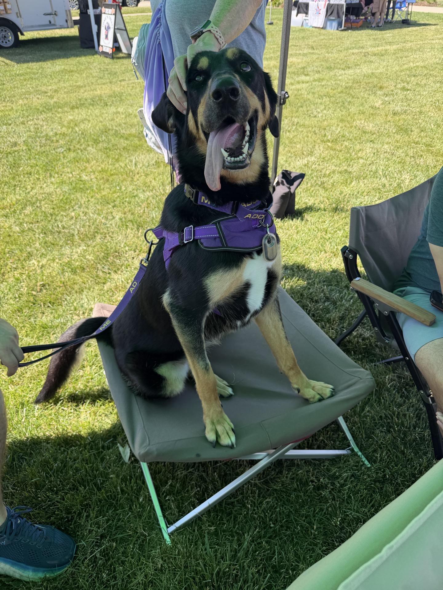 Enlarge Sweets, an adoptable mixed breed in Itasca, IL image 4/5