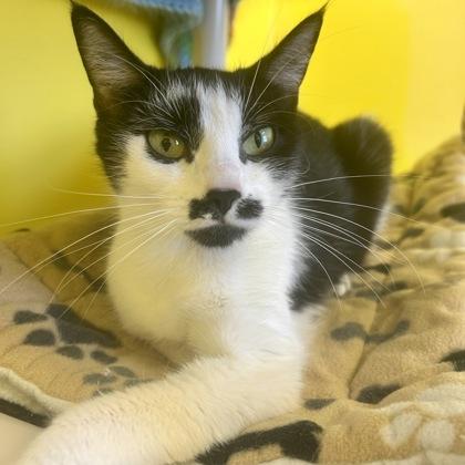 Enlarge Milky Way, a Adoptable mixed breed in East Montpelier, VT image 1/3