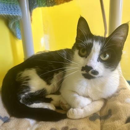 Enlarge Milky Way, a Adoptable mixed breed in East Montpelier, VT image 2/3