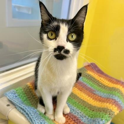 Enlarge Milky Way, a Adoptable mixed breed in East Montpelier, VT image 3/3