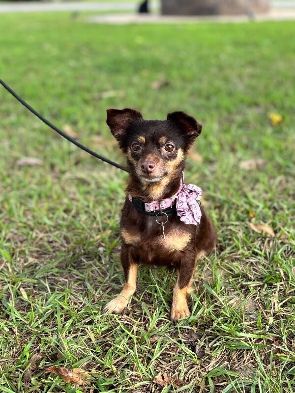 Minnie, Adoptable, Adult Female Chihuahua & Pomeranian.