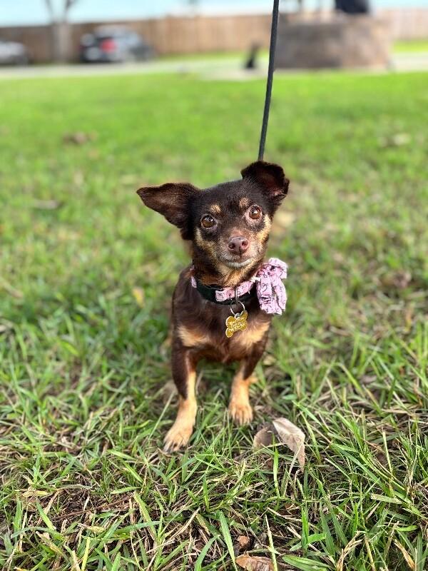Enlarge Minnie, a Adoptable mixed breed in Berkeley Heights, NJ image 2/4