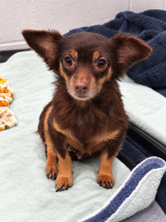 Enlarge Minnie, a Adoptable mixed breed in Berkeley Heights, NJ image 3/4