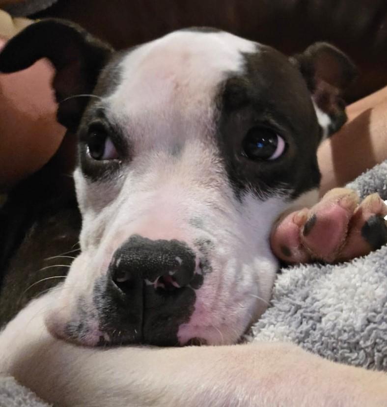 Enlarge Tanner, a Adopted mixed breed in Columbia, MO image 2/2