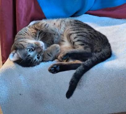 Ziggy, a Adoptable Tabby in San Antonio, TX image 1/6