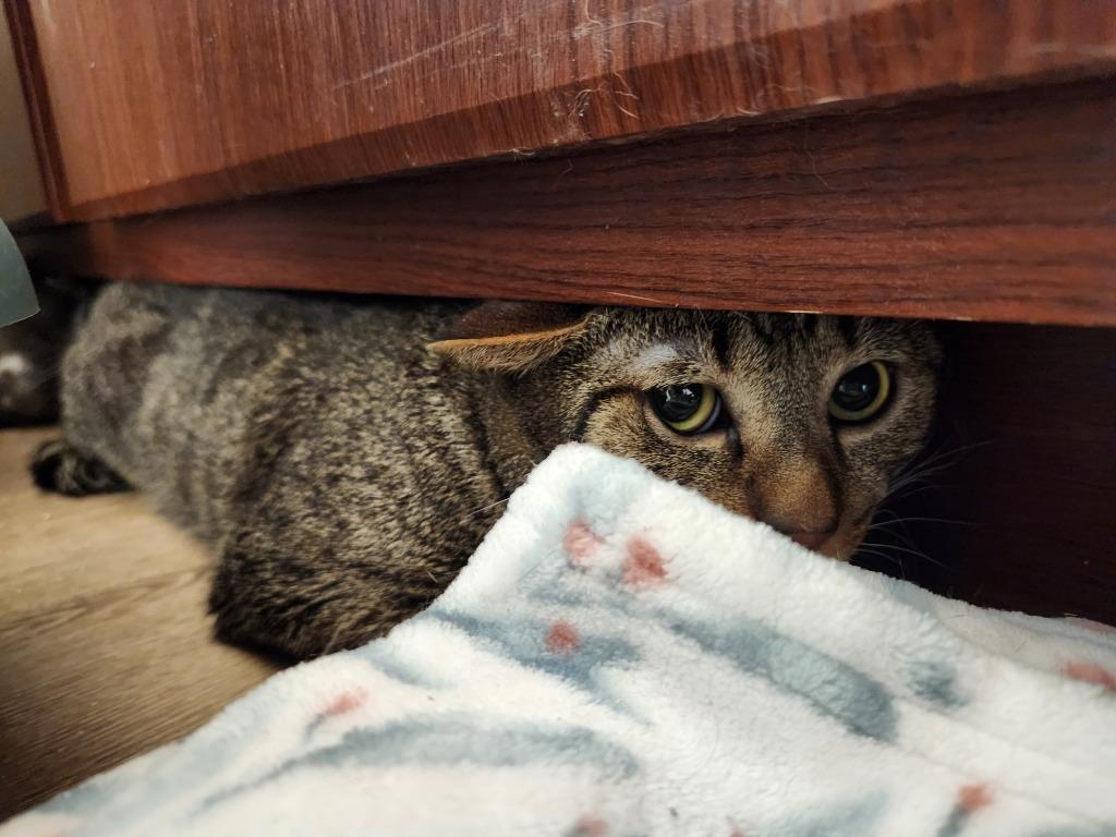 Ziggy, a Adoptable Tabby in San Antonio, TX image 2/6