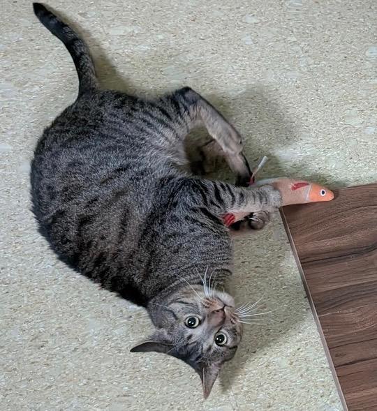 Ziggy, a Adoptable Tabby in San Antonio, TX image 3/6