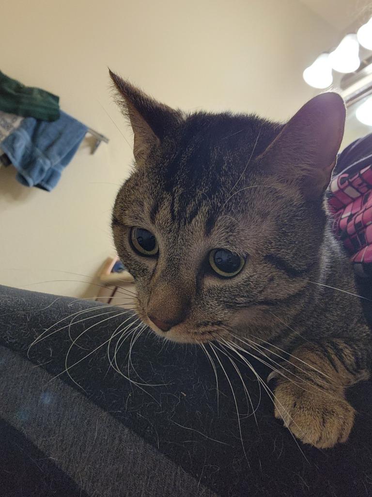 Ziggy, a Adoptable Tabby in San Antonio, TX image 4/6