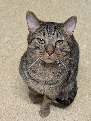 Ziggy, a Adoptable Tabby in San Antonio, TX image 1/6