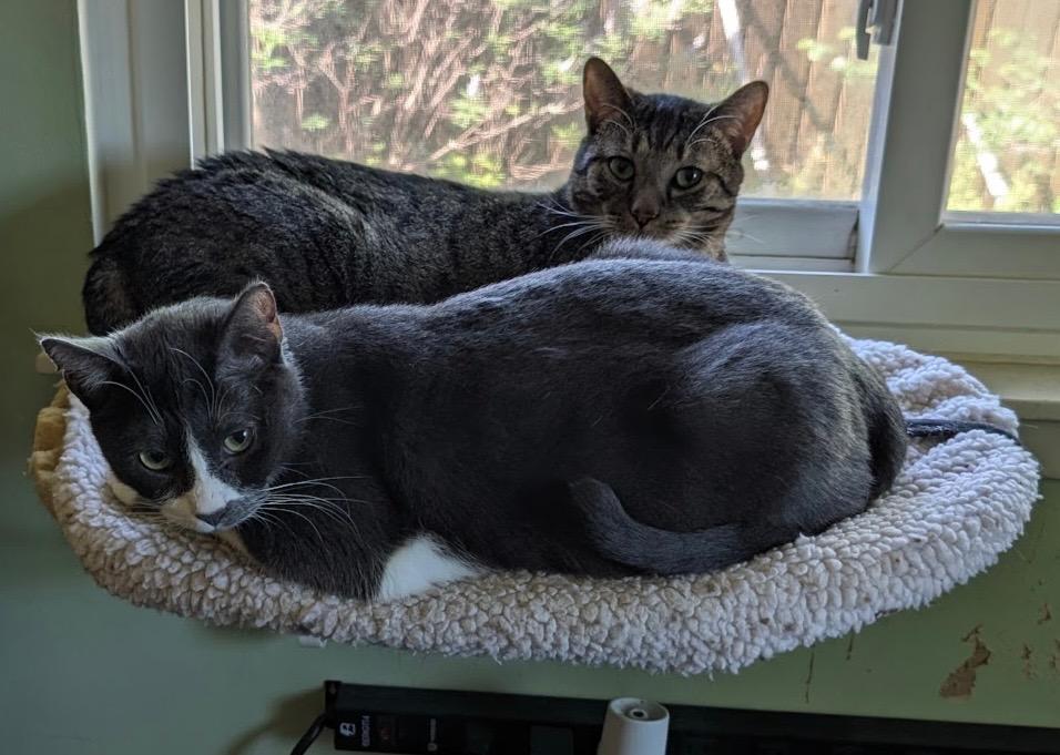 Ziggy, a Adoptable Tabby in San Antonio, TX image 5/6