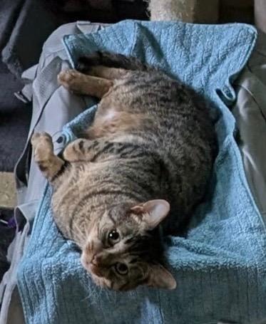 Ziggy, a Adoptable Tabby in San Antonio, TX image 6/6