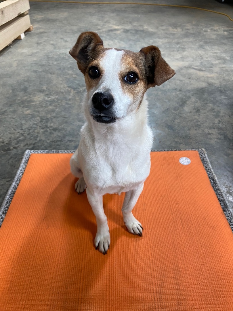 Maisy , Adopted, Adult Female Jack Russell Terrier.
