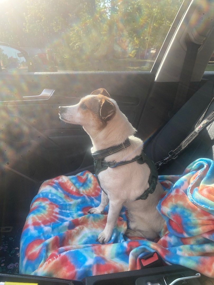 Enlarge Maisy , a Adopted mixed breed in Jefferson, TX image 2/12