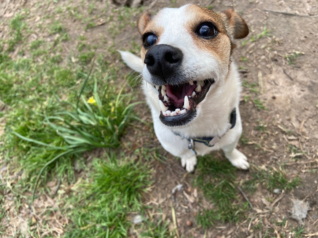 Enlarge Maisy , a Adopted mixed breed in Jefferson, TX image 3/12
