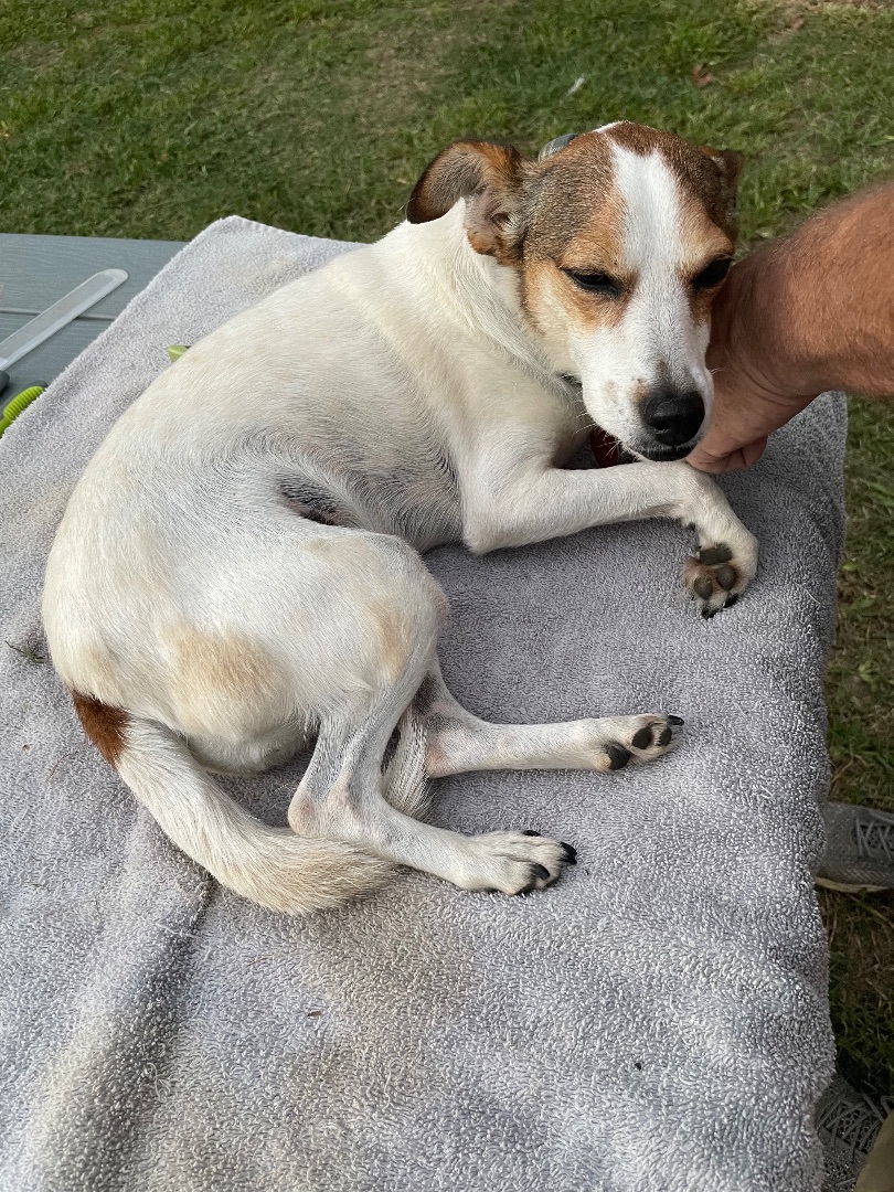 Enlarge Maisy , a Adopted mixed breed in Jefferson, TX image 5/12