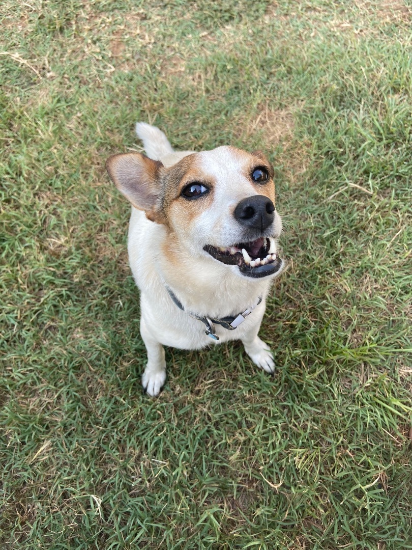 Enlarge Maisy , a Adopted mixed breed in Jefferson, TX image 6/12