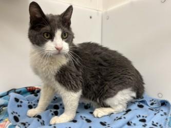 Babe, Adoptable, Senior Male Domestic Short Hair.