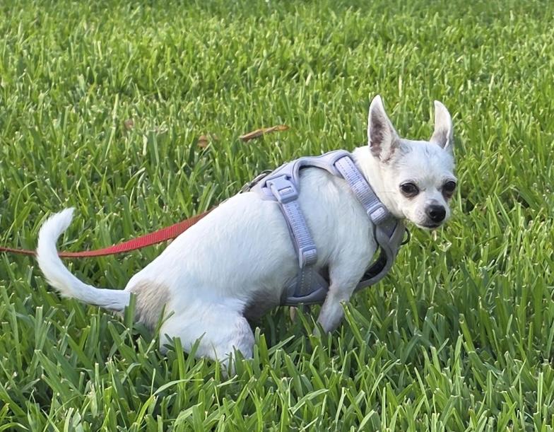 Enlarge Tiffany Chi, a ADOPTABLE Chihuahua in Sarasota, FL image 1/3