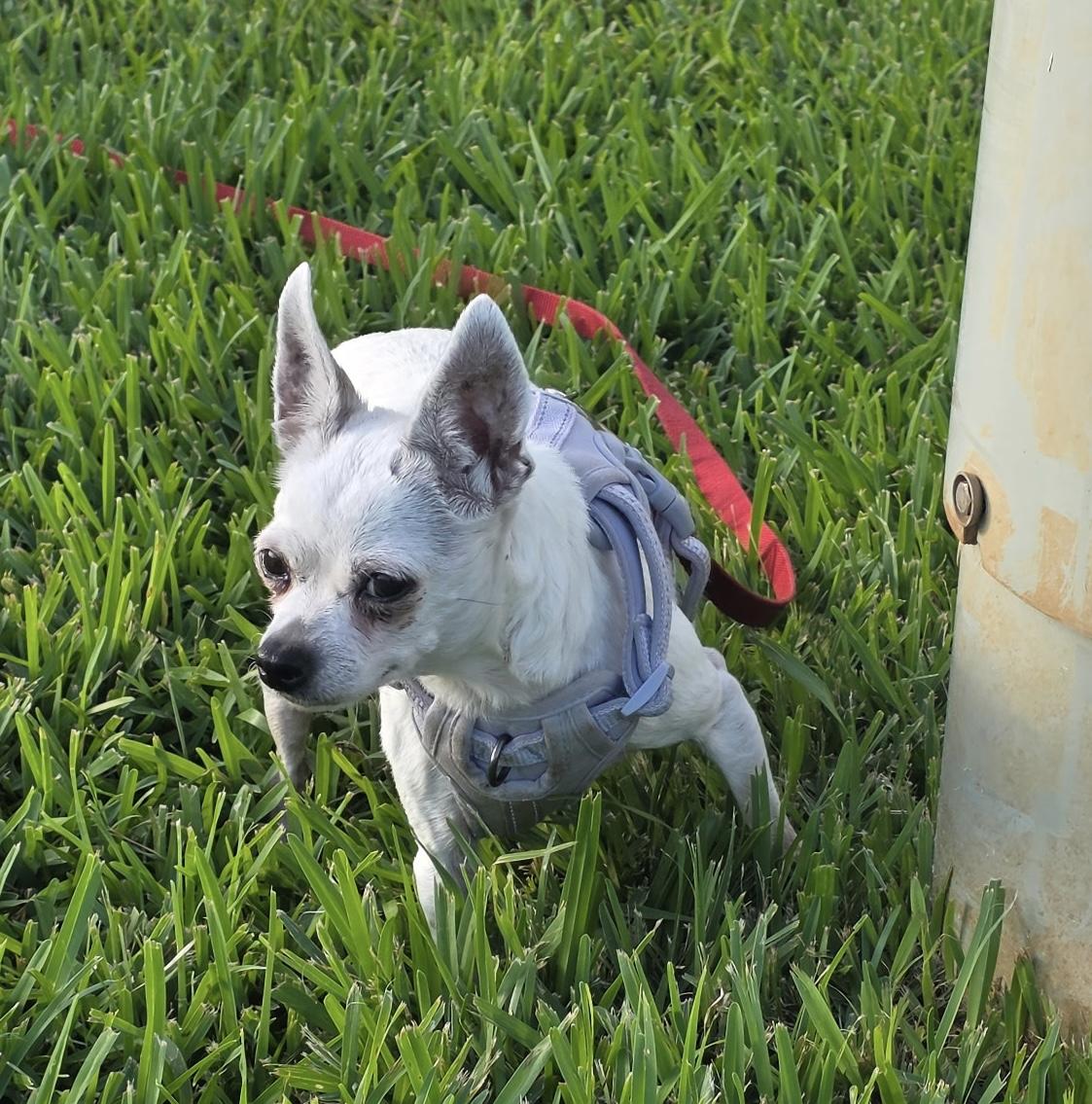 Enlarge Tiffany Chi, a ADOPTABLE Chihuahua in Sarasota, FL image 2/3