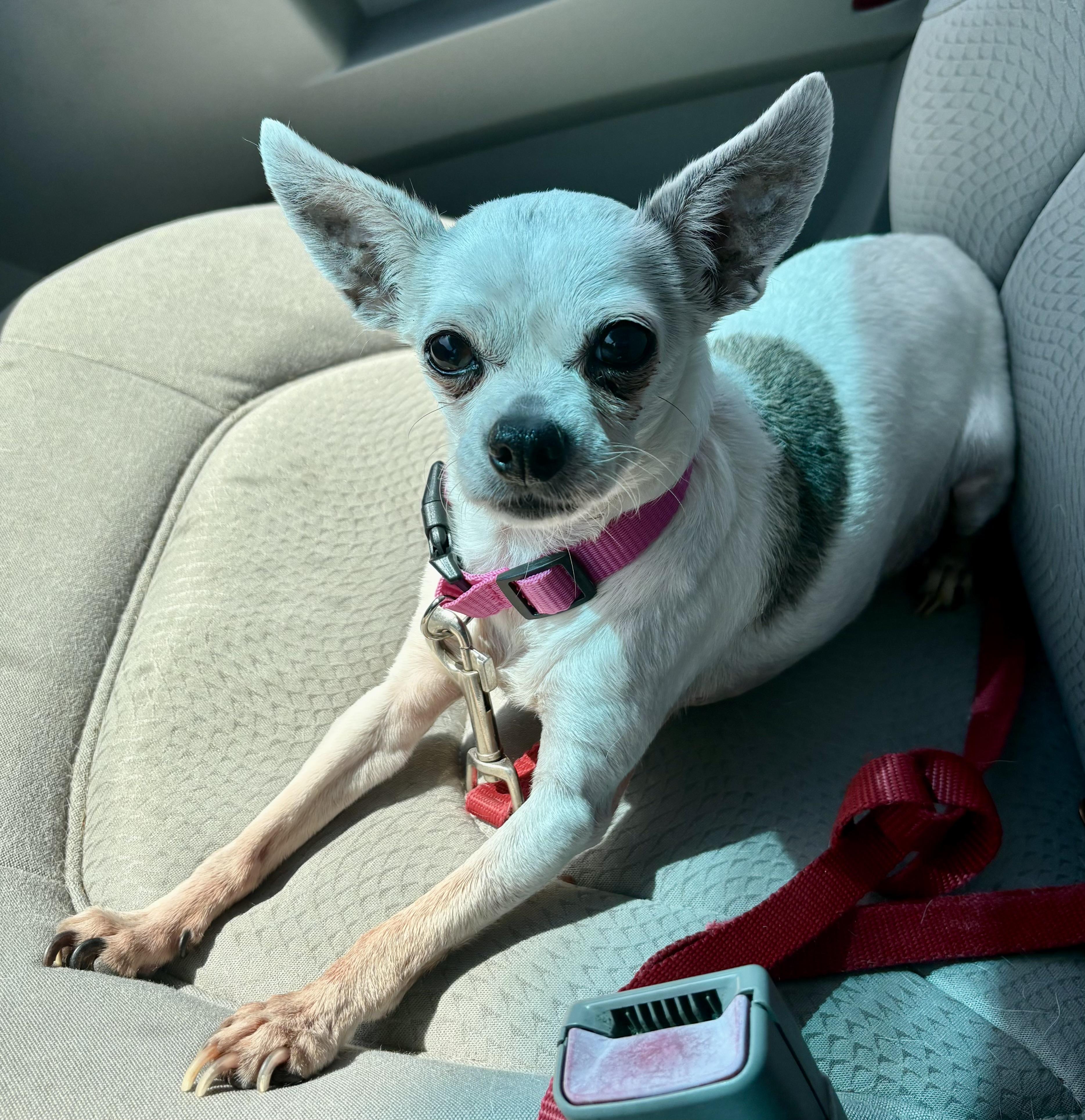 Enlarge Tiffany Chi, a ADOPTABLE Chihuahua in Sarasota, FL image 3/3