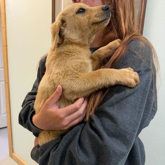 Wapi, Adoptable, Puppy Male Labrador Retriever & Golden Retriever.