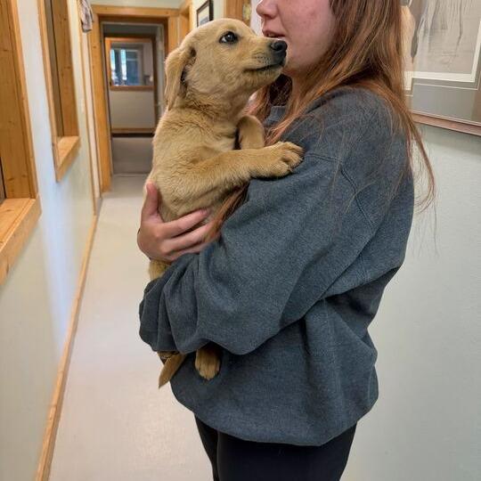 Wapi, a Adoptable mixed breed in Driggs, ID image 2/5