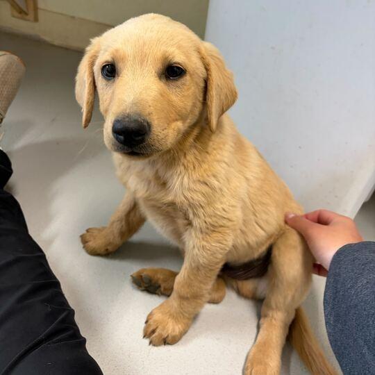 Wapi, a Adoptable mixed breed in Driggs, ID image 3/5