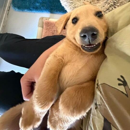Wapi, a Adoptable mixed breed in Driggs, ID image 4/5