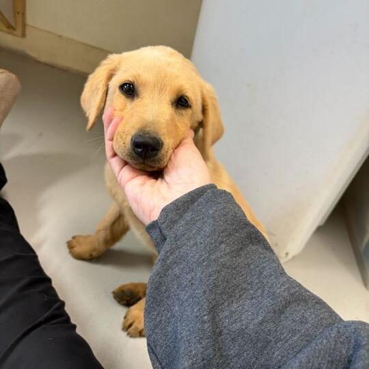 Wapi, a Adoptable mixed breed in Driggs, ID image 5/5