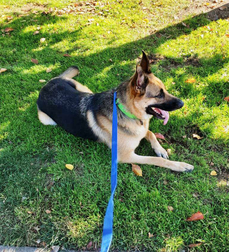 Maximus, a Adoptable German Shepherd Dog in Pleasant Grove, CA image 2/3