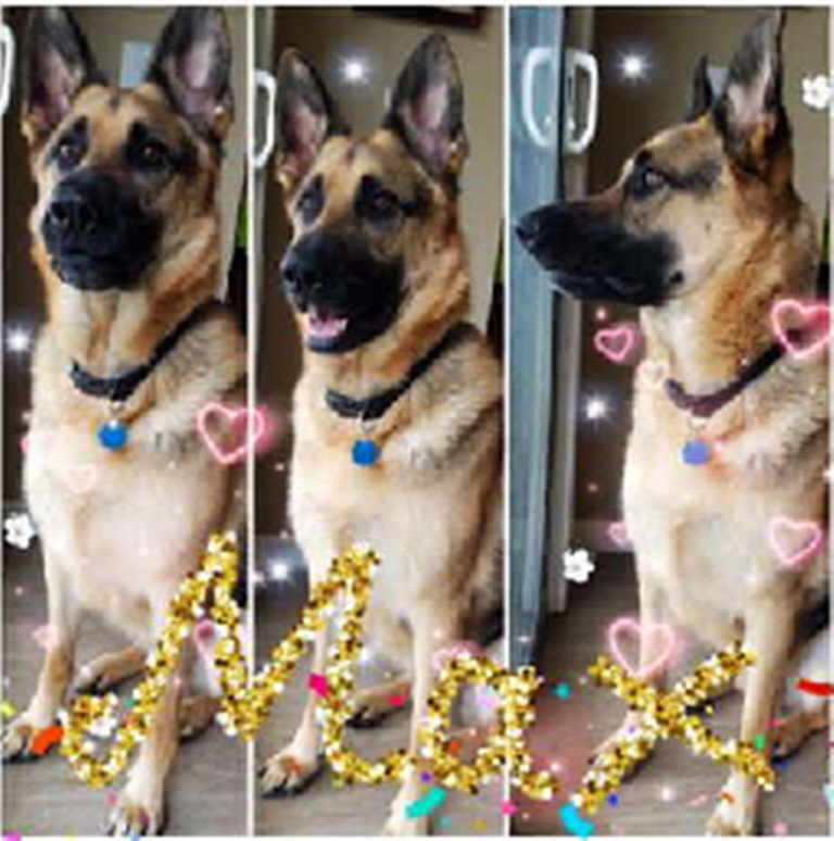 Maximus, Adoptable, Adult Male German Shepherd Dog.