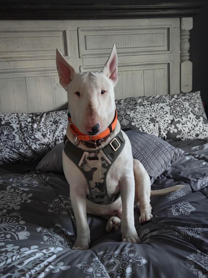 Bocephus, Adoptable, Young Male Bull Terrier.