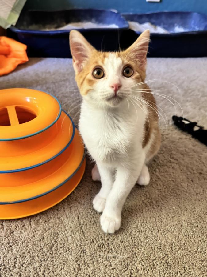 Enlarge Kevyn, a Adoptable Domestic Short Hair in Palo Alto, CA image 5/6