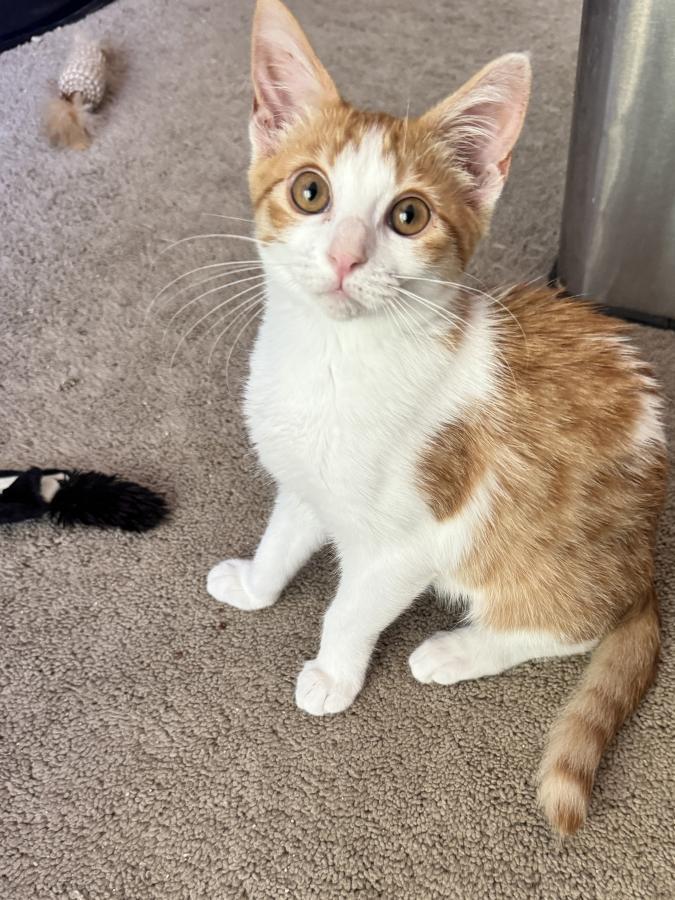 Enlarge Kevyn, a Adoptable Domestic Short Hair in Palo Alto, CA image 6/6