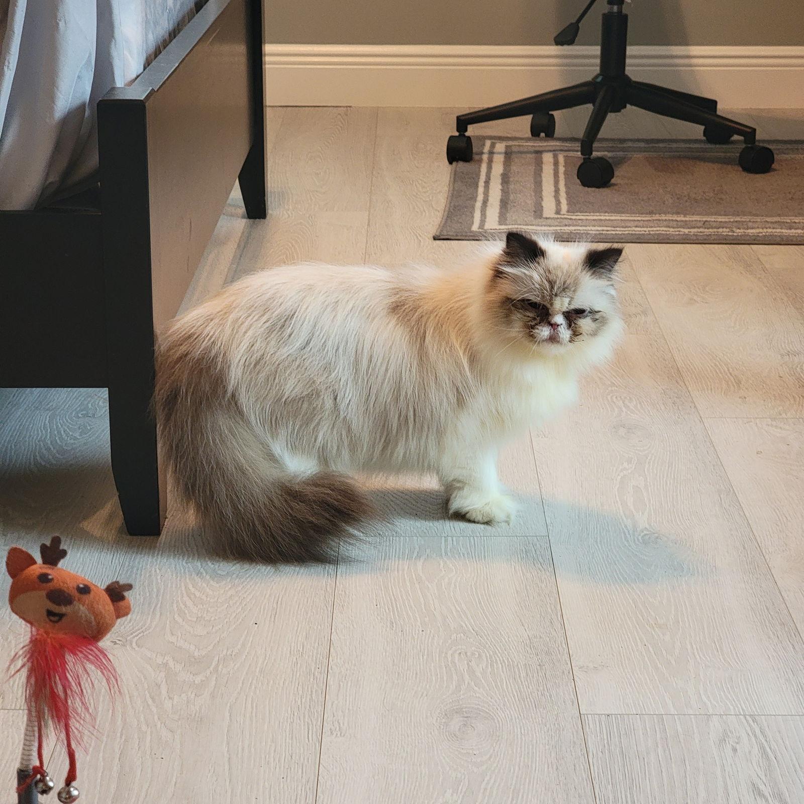 Natalie, Adoptable, Adult Female Persian.