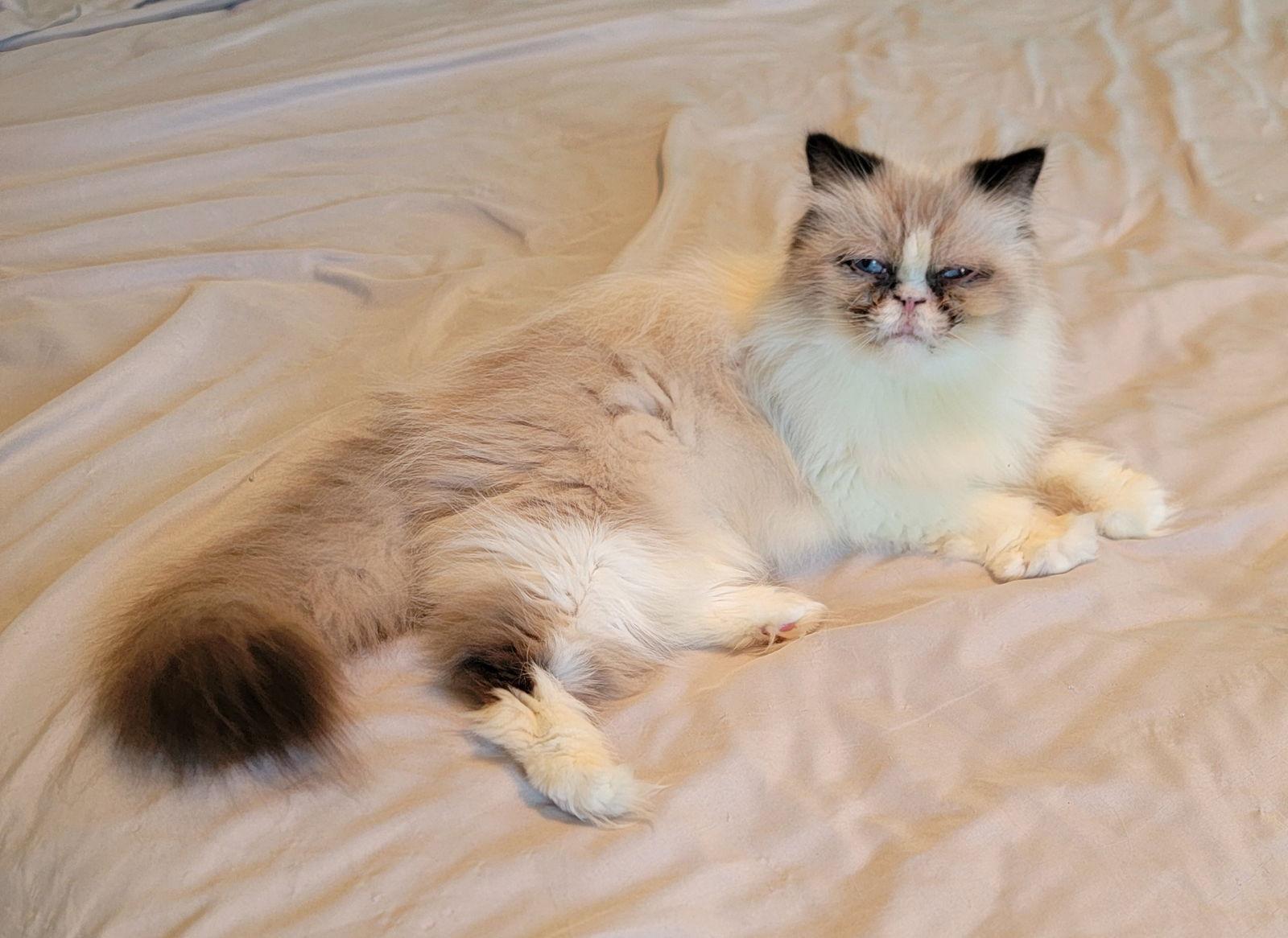 Enlarge Natalie, a Adoptable Persian in Boynton Beach, FL image 2/3